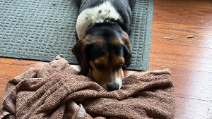 Lost Pet: Millie