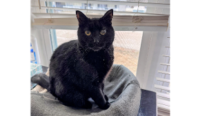 Lost Pet: Magic