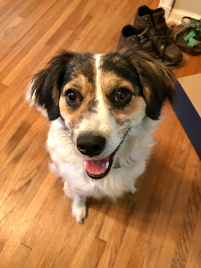 Lost Pet: Elgie