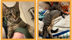 Lost Pet: Boots
