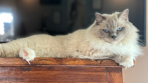 Lost Pet: Murphy