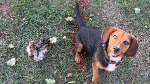 Lost Pet: Molly