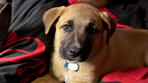 Lost Pet: Hades