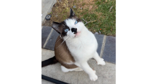 Lost Pet: Bellamy