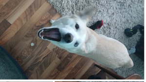 Lost Pet: Maci