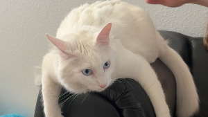Lost Pet: Cotton