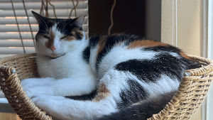 Lost Pet: Ryu