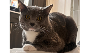 Lost Pet: Peace