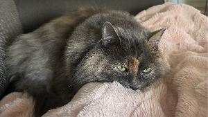 Lost Pet: Genevieve