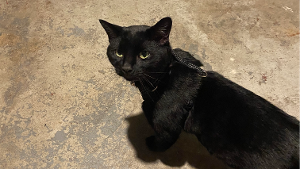 Lost Pet: Dovah