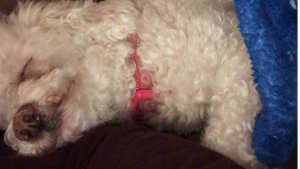 Lost Pet: Sasha