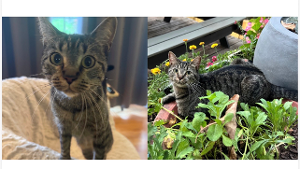 Lost Pet: Tilly Quinn