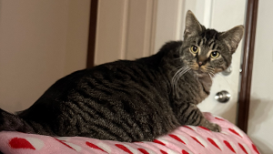 Lost Pet: Harvest