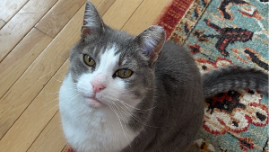 Lost Pet: Goose