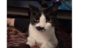 Lost Pet: Stash