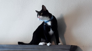 Lost Pet: Frank