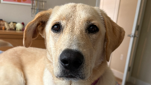 Lost Pet: Poppy