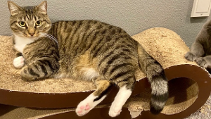 Lost Pet: Sampson