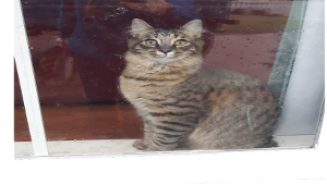 Lost Pet: Brody