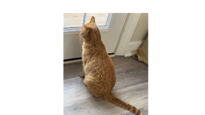 Lost Pet: Ozzie