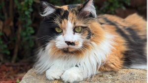 Lost Pet: Evee