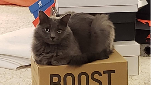 Lost Pet: Iris
