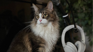 Lost Pet: Atticus
