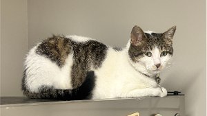 Lost Pet: Twyla