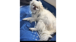 Lost Pet: Rosco