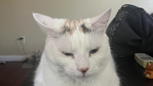 Lost Pet: Lilly