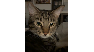 Lost Pet: Ranger
