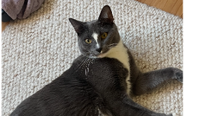 Lost Pet: Barry