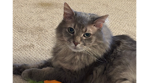 Lost Pet: NIKKO