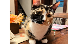 Lost Pet: Marble