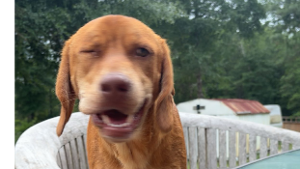 Lost Pet: Copper