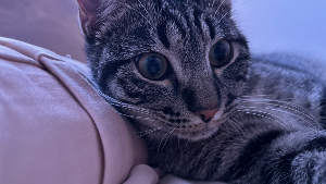Lost Pet: Waffles