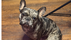Lost Pet: Kaine