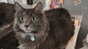 Lost Pet: Winston