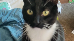 Lost Pet: Toilet Bowl