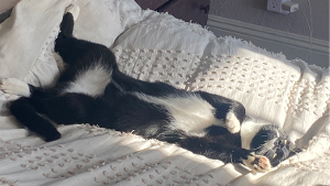 Lost Pet: Beppo