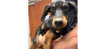 Lost Pet: Reaper