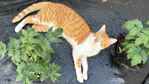Lost Pet: Kurtis