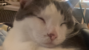 Lost Pet: Puff