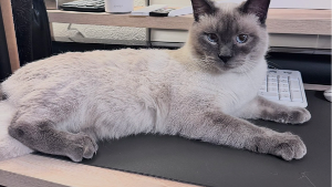 Lost Pet: Koa