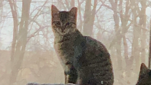 Lost Pet: Skittles