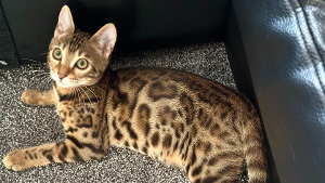 Lost Pet: Akira