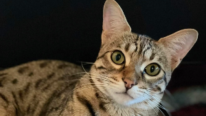 Lost Pet: Trixie