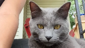 Lost Pet: Carl