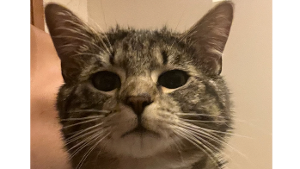 Lost Pet: Charles