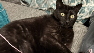 Lost Pet: Arabi